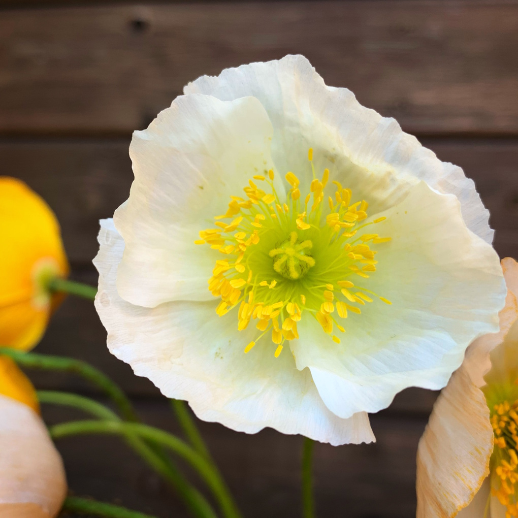 Cosmea aus dem Slowflower Bouquet