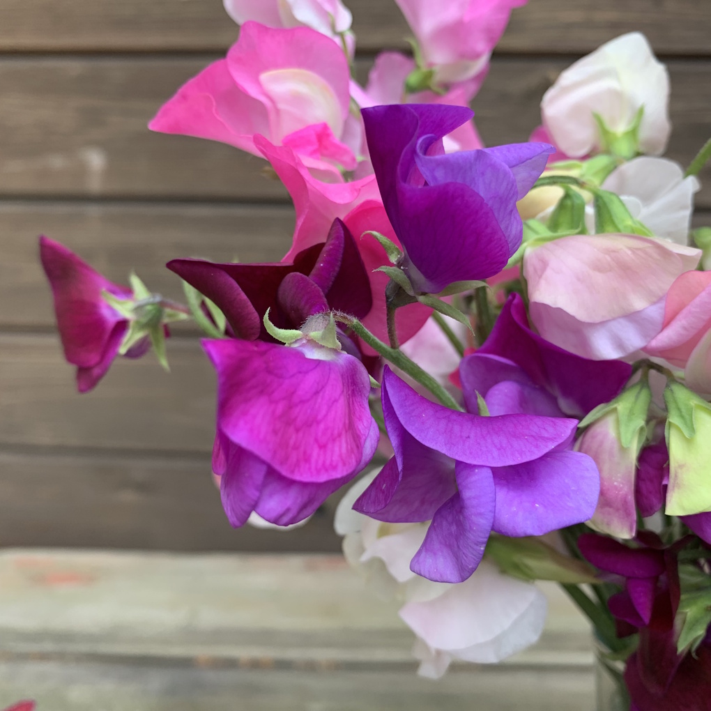 Löwenmäulchen aus dem Slowflower Bouquet